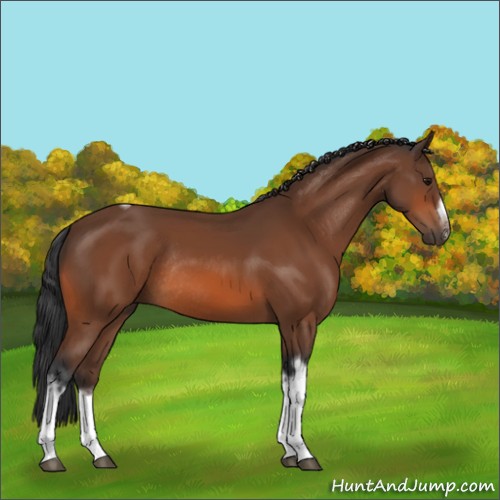 Horse Color:Bay Tobiano Frame Rabicano 
