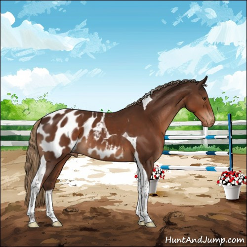Horse Color:Liver Chestnut Sabino Tobiano Appaloosa 