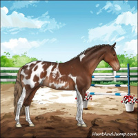 Horse Color:Liver Chestnut Sabino Tobiano Appaloosa 