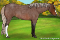 Horse Color:Gray Silver Bay Roan 