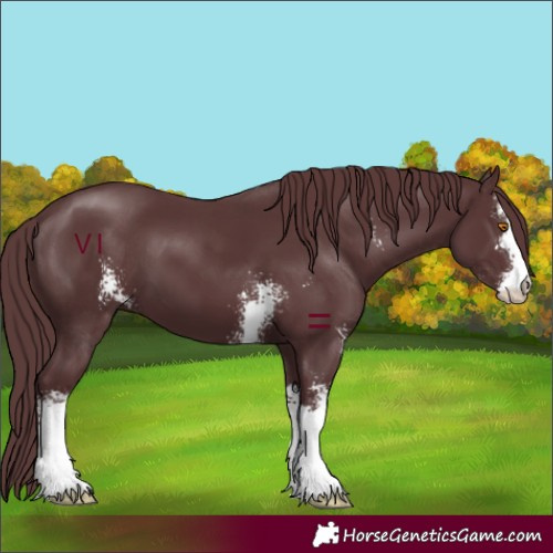 Horse Color:Chocolate Black Sabino