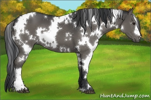 Horse Color:White Spotted Black