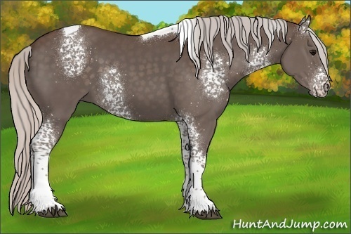 Horse Color:White Spotted Silver Black Tobiano 