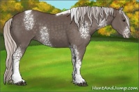 Horse Color:White Spotted Silver Black Tobiano 