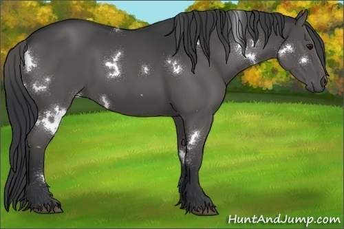 Horse Color:White Spotted Black