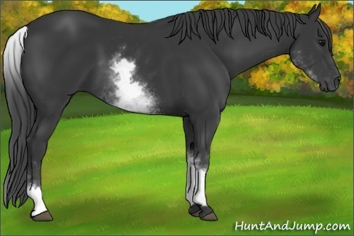 Horse Color:White Spotted Black 