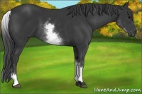 Horse Color:White Spotted Black