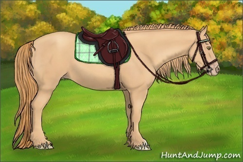 Horse Color:Gold Champagne 