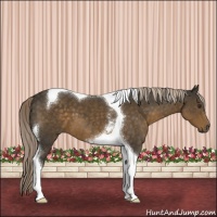 Horse Color:Chocolate Palomino Tobiano 