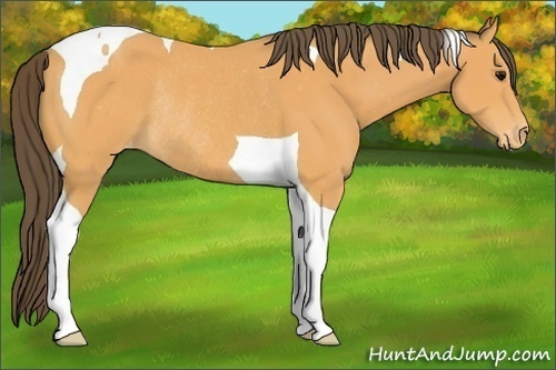 Horse Color:Buckskin Tobiano Appaloosa Rabicano 
