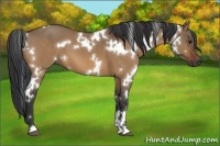 Horse Color:White Spotted Bay Dun