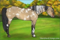 Horse Color:White Spotted Bay Dun