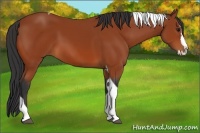 Horse Color:Bay Splash Tobiano