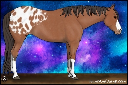 Horse Color:Bay Roan Appaloosa 