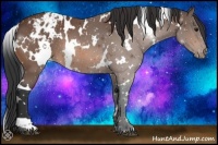 Horse Color:White Spotted Bay Appaloosa 
