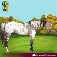 Horse Color:White Spotted Bay Dun Blanket 