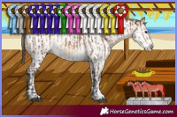 Horse Color:Bay Dun Brindle  and White Spotted Brown Dun Splash Appaloosa Brindle 