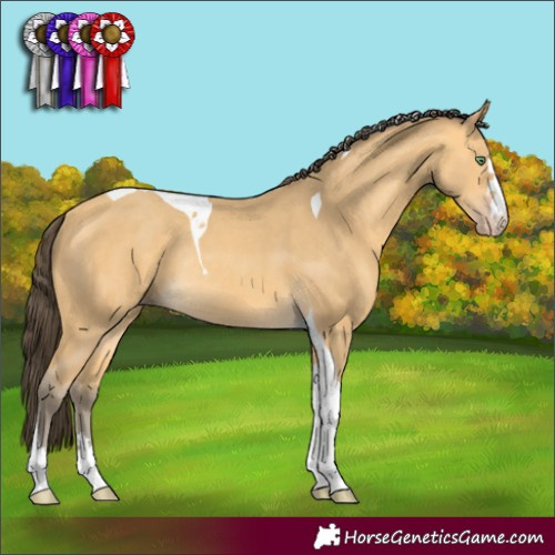 Horse Color:Amber Cream Champagne Tobiano Rabicano 