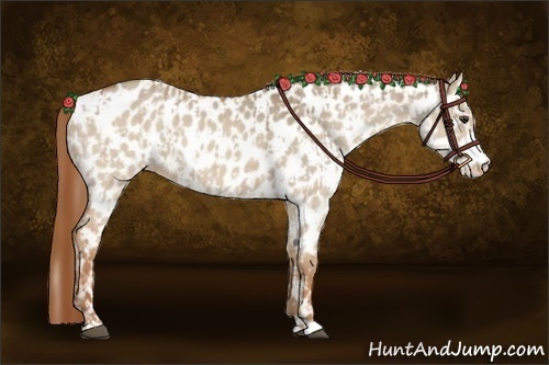 Horse Color:Red Dun Appaloosa  and Red Dun Appaloosa 