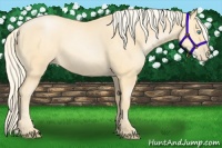 Horse Color:Palomino Pearl 