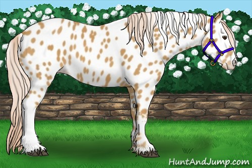 Horse Color:Palomino Appaloosa 