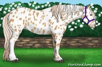 Horse Color:Palomino Appaloosa 
