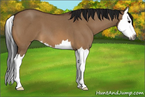 Horse Color:Gray Bay Roan Dun Splash