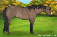 Horse Color:Brown Dun Rabicano