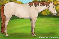 Horse Color:Buckskin Pearl Dun 