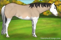 Horse Color:Bay Dun Splash 