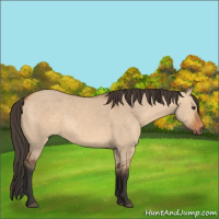 Horse Color:Bay Dun 