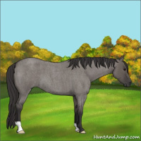 Horse Color:Smoky Grullo Roan 