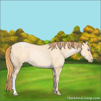 Horse Color:Buckskin Pearl Dun