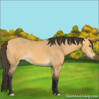 Horse Color:Buckskin Dun