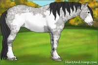 Horse Color:Grullo Ice Roan Frame 