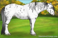 Horse Color:White Spotted Blue Roan Near Leopard 