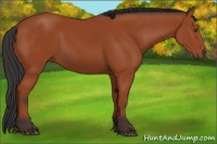 Horse Color:Brown 