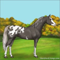 Horse Color:White Spotted Silver Black Splash Appaloosa 