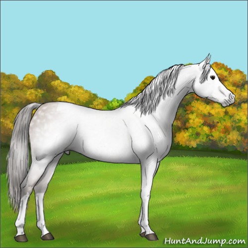 Horse Color:Gray Black Pearl Tobiano