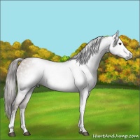 Horse Color:Gray Black Pearl Tobiano