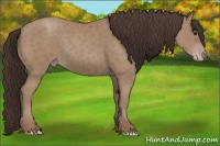 Horse Color:Classic Champagne 
