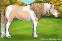 Horse Color:Gold Champagne Splash Tobiano Rabicano 