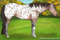 Horse Color:Bay Ice Appaloosa 