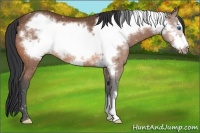 Horse Color:Bay Frame Rabicano 