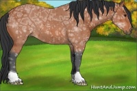 Horse Color:Bay Ice 