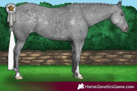 Horse Color:Silver Black Chinchilla Appaloosa