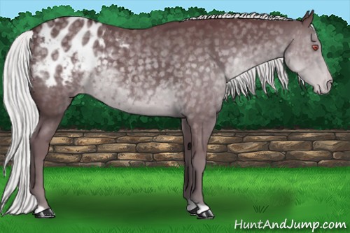 Horse Color:Chocolate Silver Black Chinchilla Appaloosa 