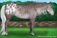 Horse Color:Chocolate Silver Black Chinchilla Appaloosa 