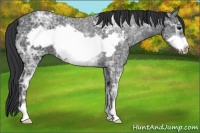 Horse Color:Black Ice Frame 