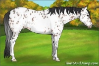 Horse Color:Bay Ice Roan Frame Appaloosa